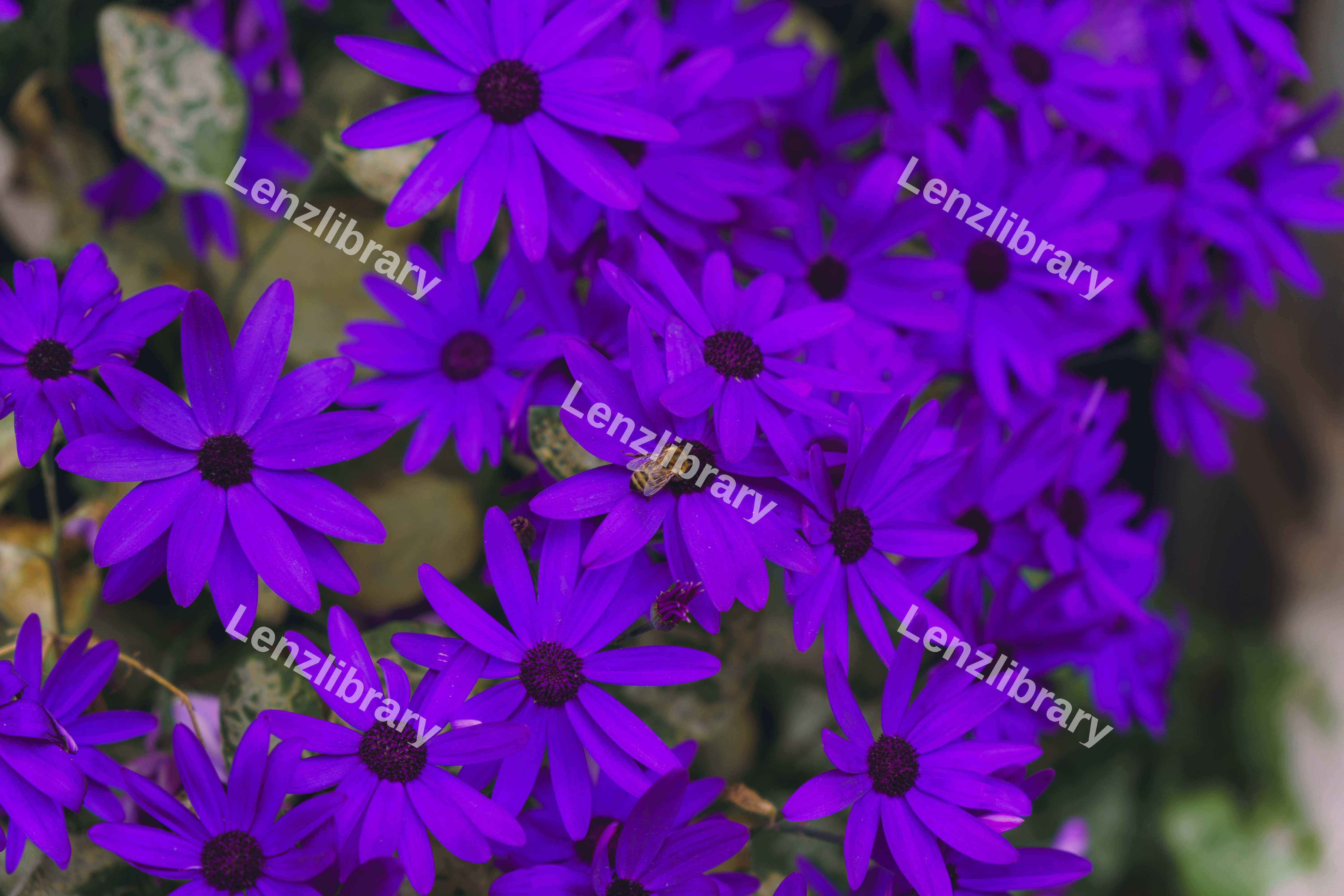 Purple Flowers With A Bee